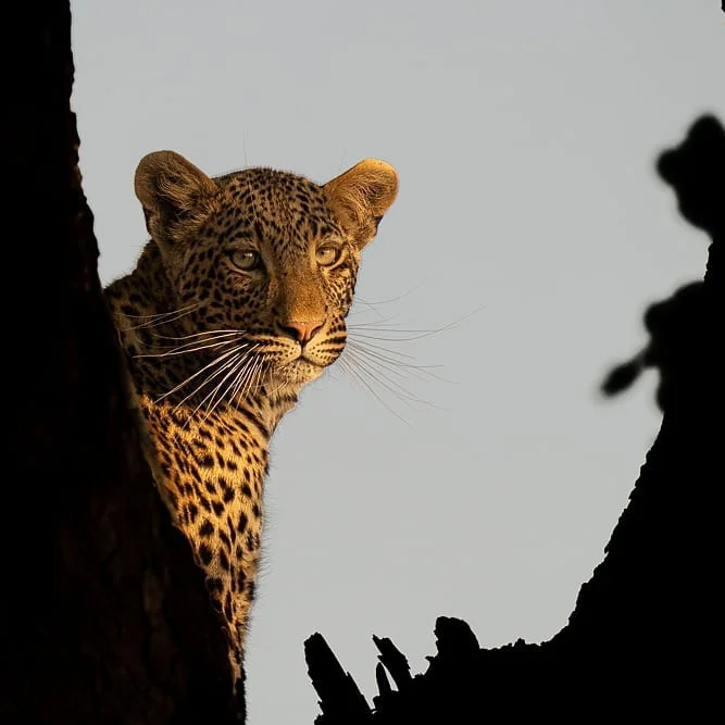 Safari de 3 días en campamentos de tiendas de aventura en Mikumi