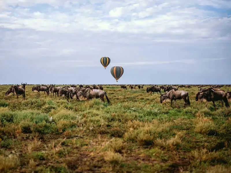 Safari de 7 días con la mejor relación calidad-precio para la Migración del Serengeti