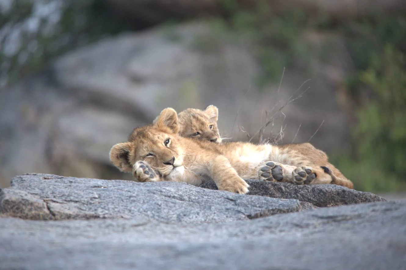 Safari classique de 11 jours dans le Serengeti & séjour balnéaire à Zanzibar