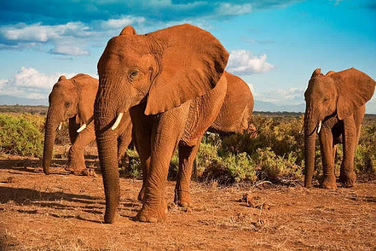 Safari de 10 días: lo mejor de la vida salvaje y la cultura de Kenia