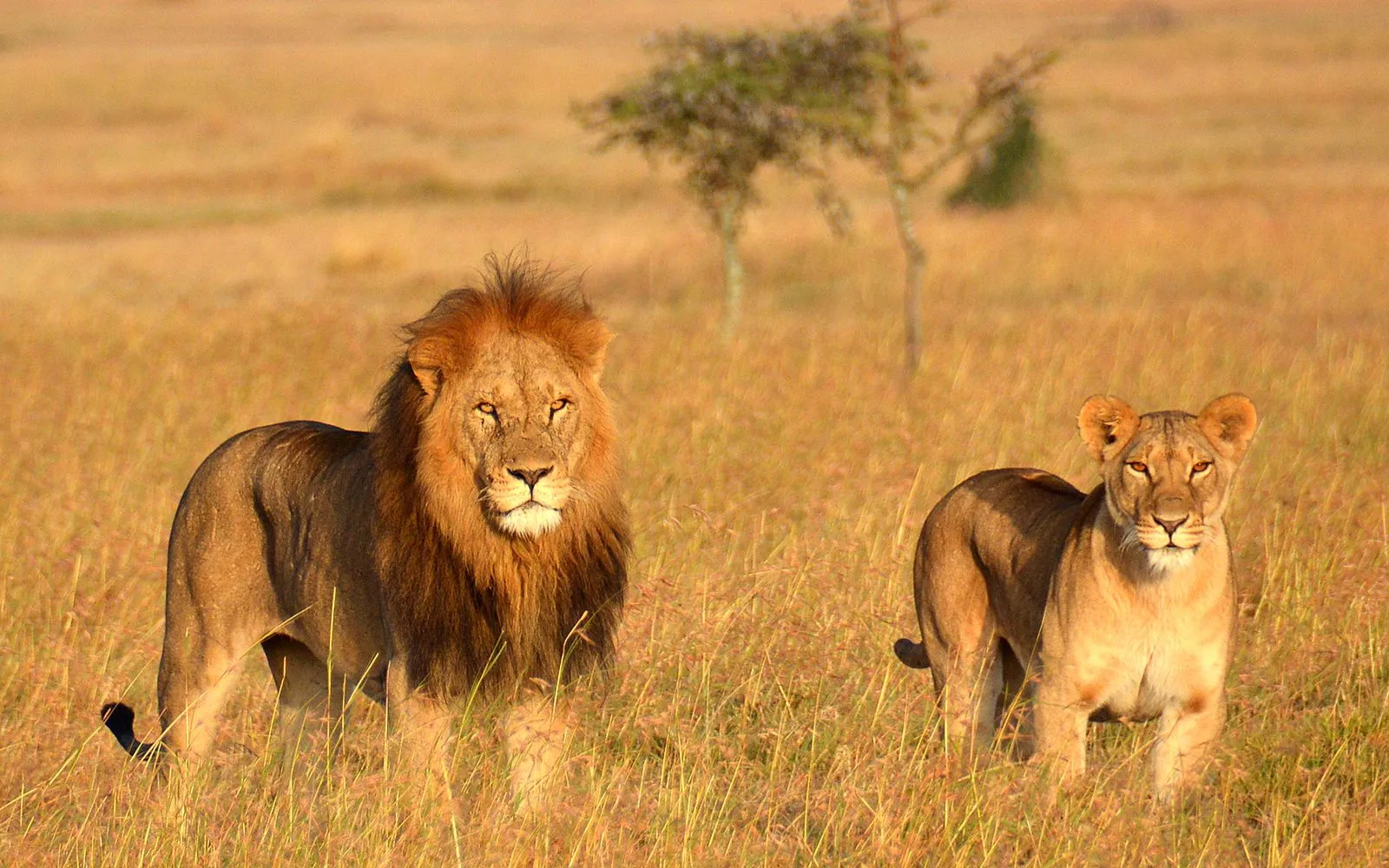 Safari haut de gamme de 4 jours en Tanzanie