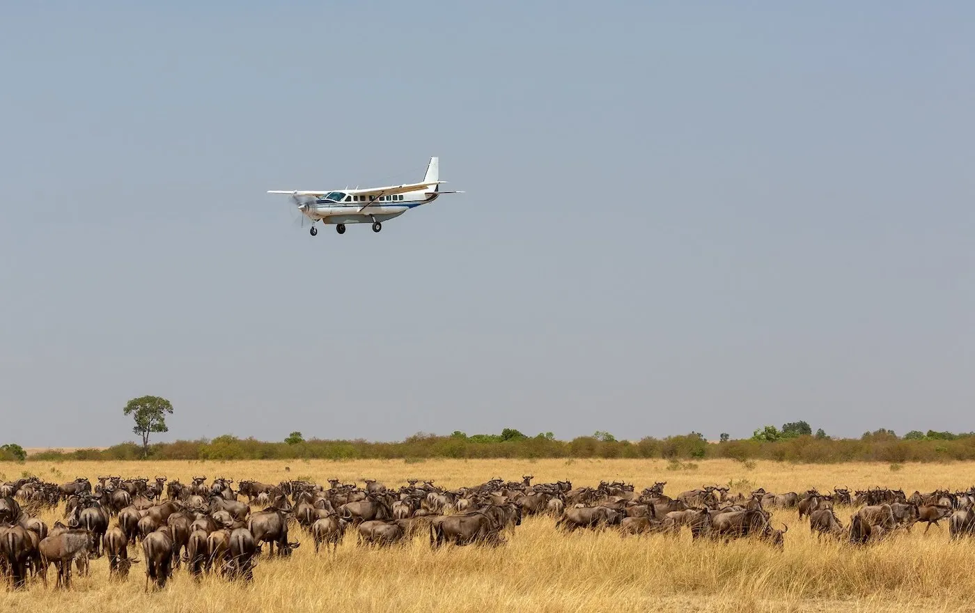 7-Day High-End Ngorongoro & Migration Fly-In Safari