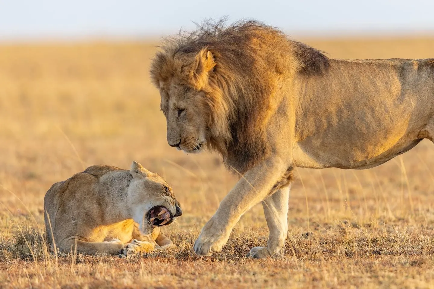 6-Day High-end Tanzania Safari