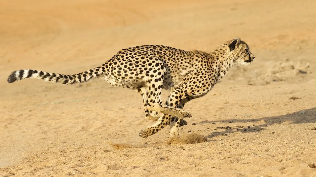 6-Day High-End Northern Tanzania Safari