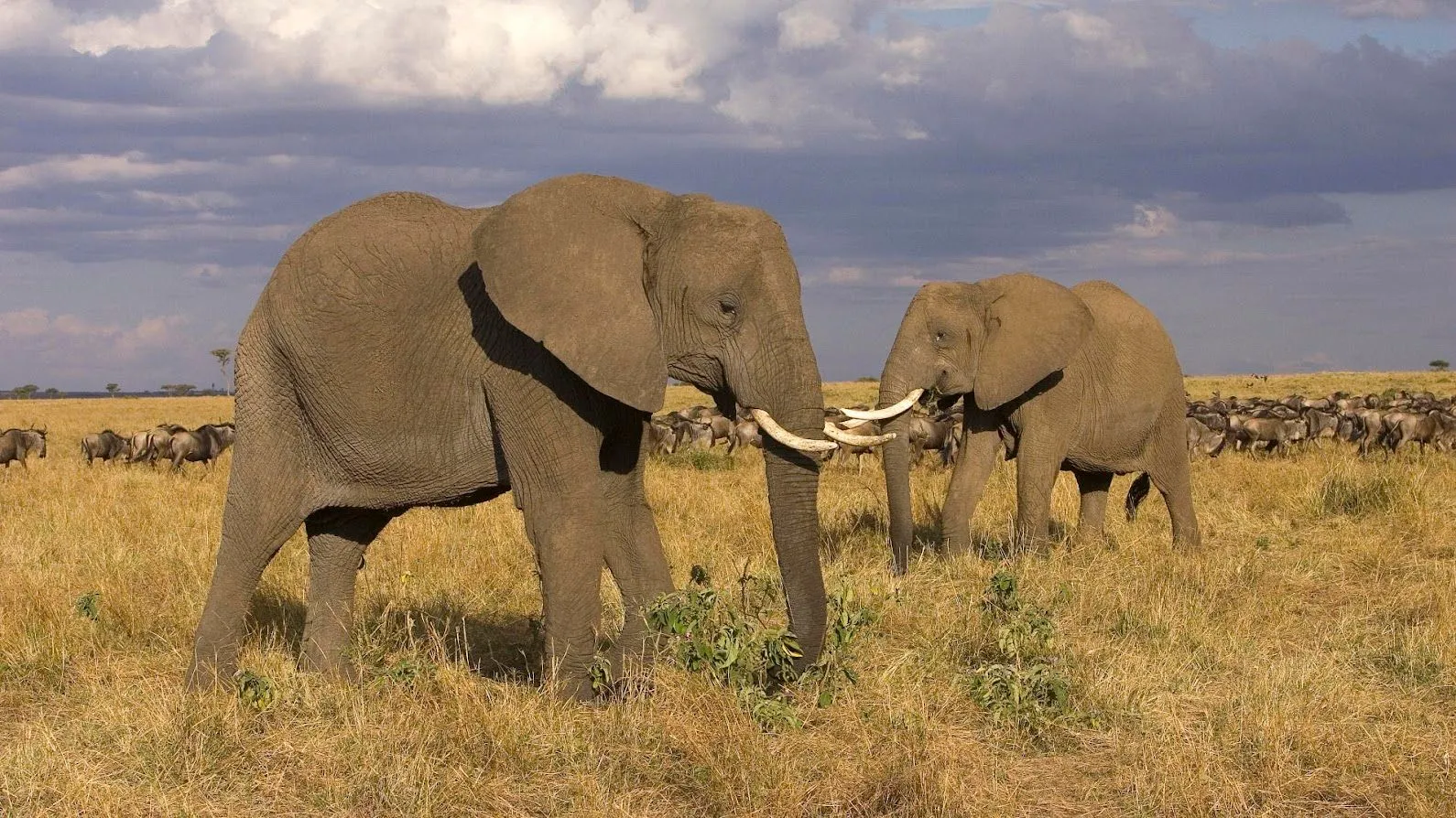 3-Day High-End Tarangire & Ngorongoro Safari