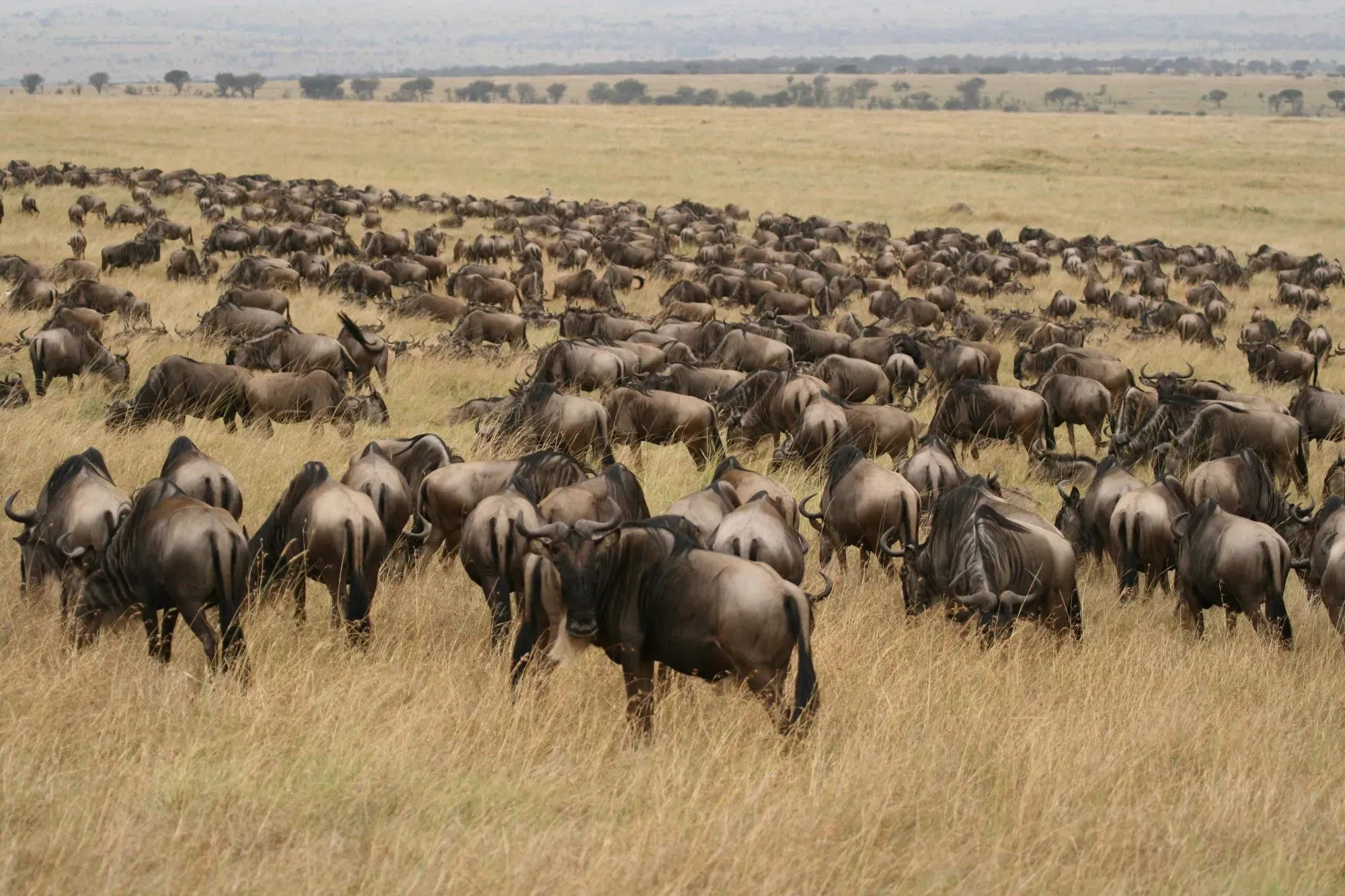 8-Day Mid-Range Serengeti Migration Safari