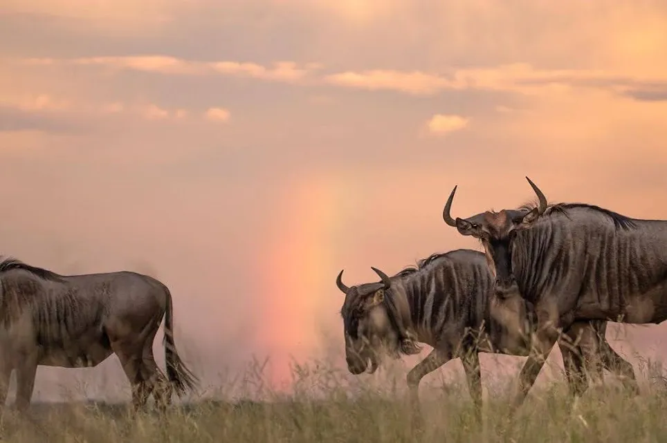 7-Day Midrange Northern Circuit Safari