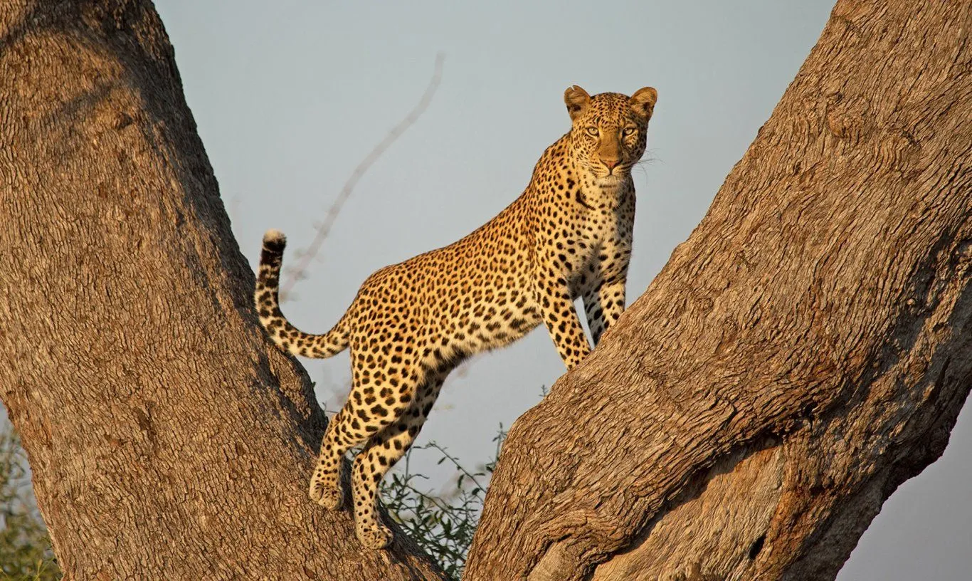 6-Day Serengeti & Northern Parks Mid-Range Safari