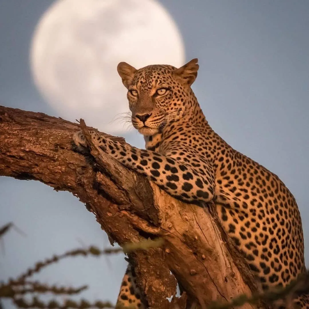 Safari de 5 jours en Tanzanie du Nord (catégorie intermédiaire)