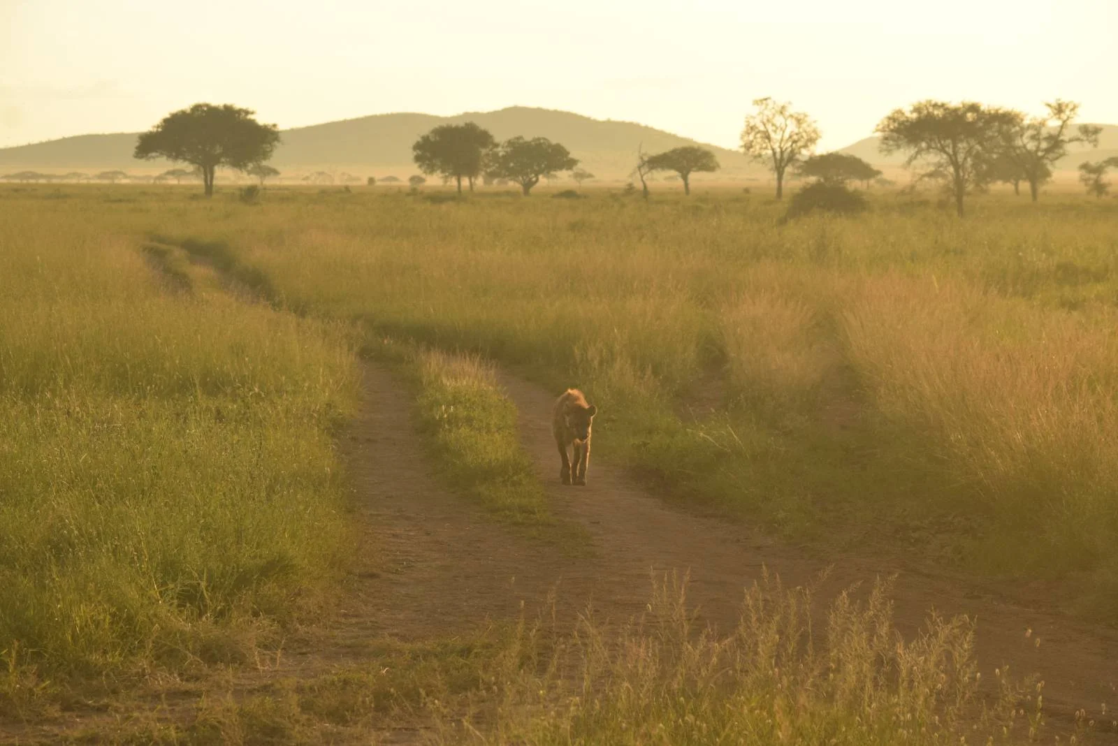 7-Day Classic Northern Highlights Safari Adventure
