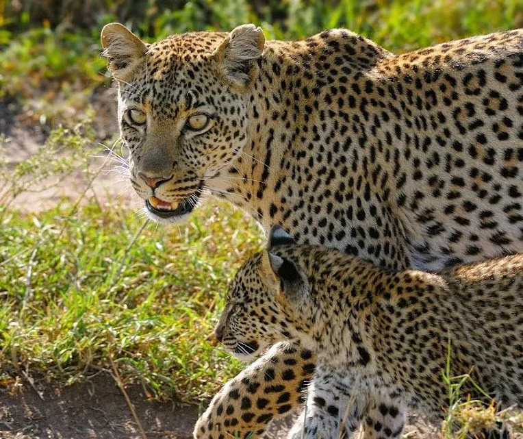 Safari camping de 5 jours dans le nord de la Tanzanie