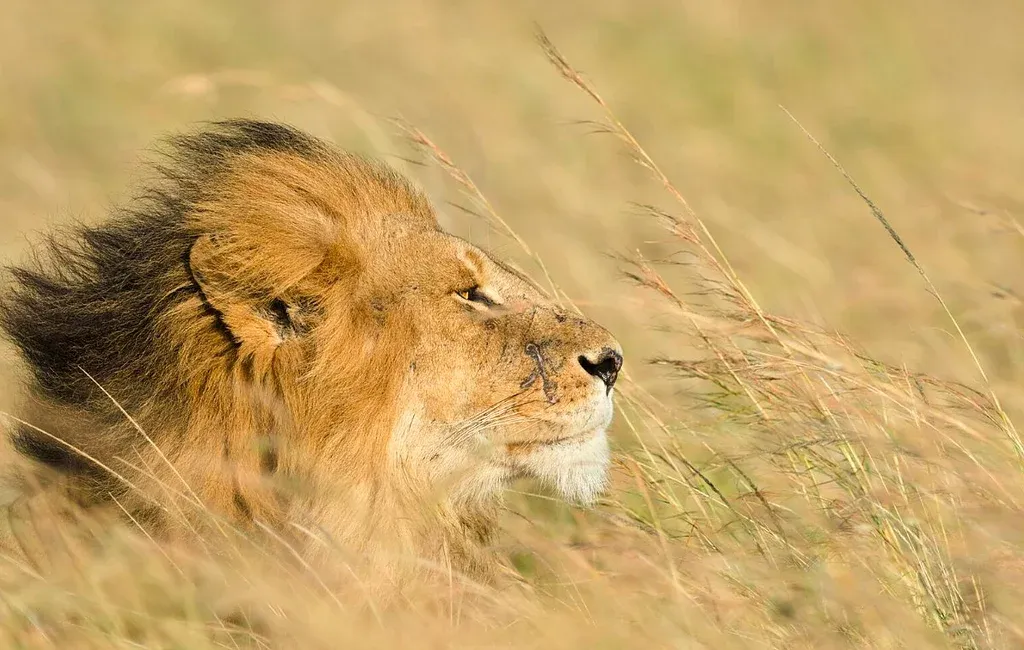 Safari camping de 8 jours dans le nord de la Tanzanie, à la découverte de la faune sauvage