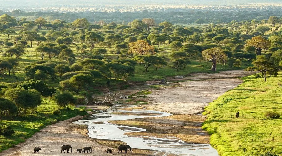 7-Day Serengeti Great Migration Calving Season