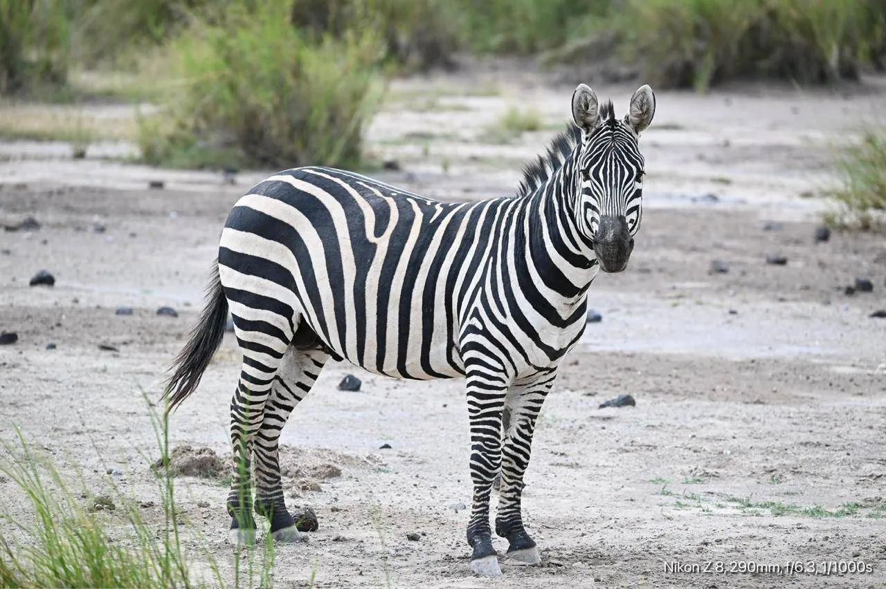 Amboseli de 1 día, aldea masái y vistas del monte
