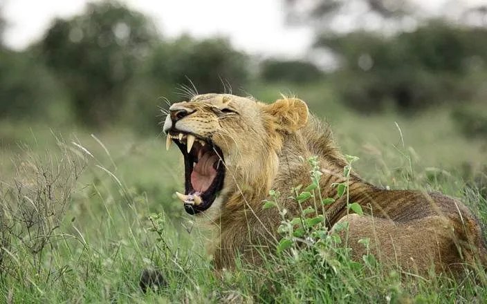 10-Day Serengeti, Ngorongoro & Tarangire  Ultra Safari