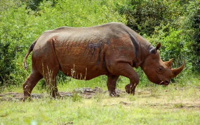 10-Day Serengeti, Ngorongoro & Tarangire  Ultra Safari