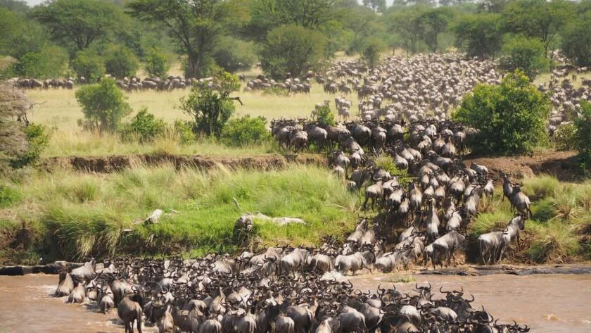 9-Day Migration Crossing Safari