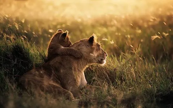 8-Day Luxury Serengeti Safari & Zanzibar Beach Escape