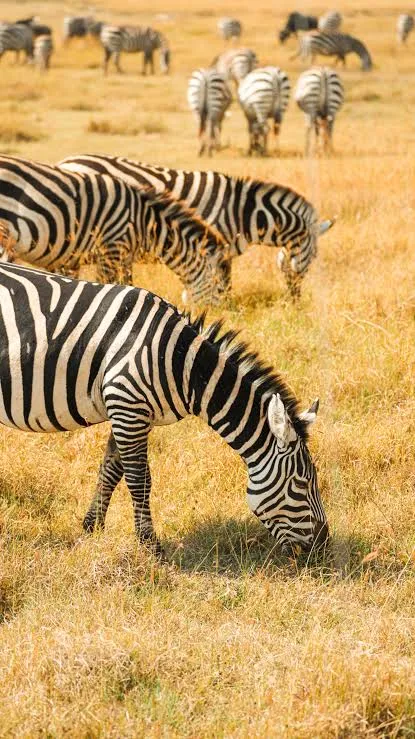 8-Day Luxury Serengeti Safari & Zanzibar Beach Escape