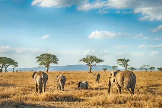 8-Day Luxury Serengeti Safari & Zanzibar Beach Escape