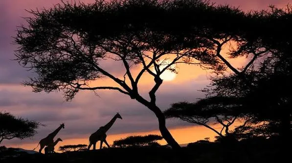 10-Day Rare Wildlife & Cultural Photography Safari