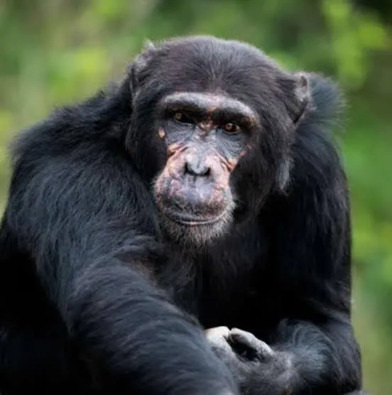 10-Day Rare Wildlife & Cultural Photography Safari