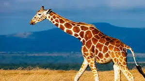 10-Day Rare Wildlife & Cultural Photography Safari