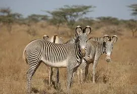 10-Day Rare Wildlife & Cultural Photography Safari