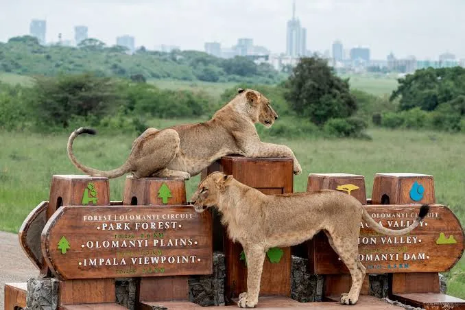 Safari de 5 jours au parc national de Nairobi, à Hell’s Gate et au lac Naivasha