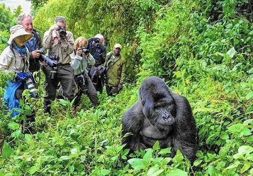 10-Day Kenya Wildlife Safari & Uganda Gorilla Trecking