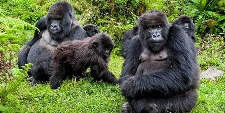 10-Day Kenya Wildlife Safari & Uganda Gorilla Trecking