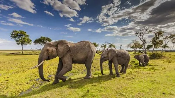 10-Day Kenya Wildlife Safari & Uganda Gorilla Trecking