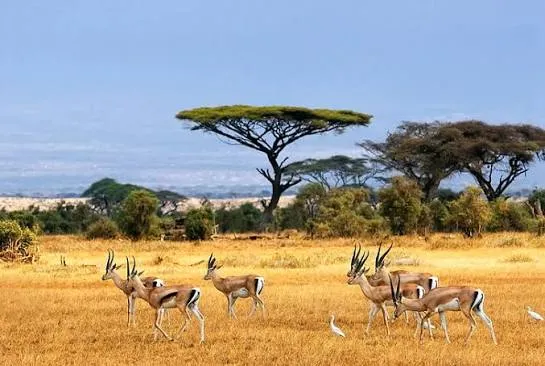 10-Day Kenya Wildlife Safari & Uganda Gorilla Trecking