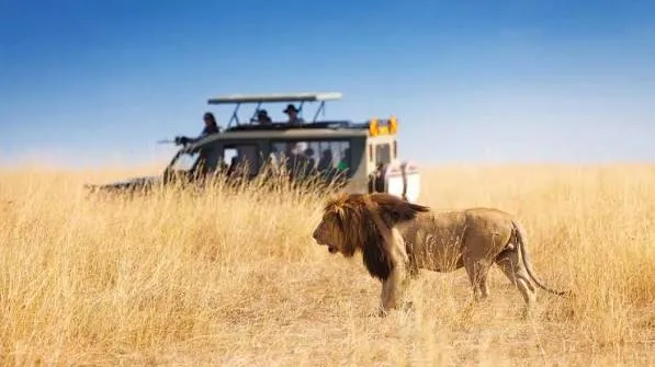 10-Day Kenya Wildlife Safari & Uganda Gorilla Trecking