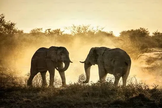 Safari de 6 días: lo mejor de Kenia