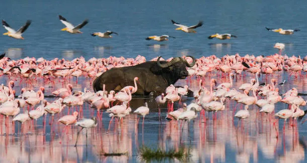 Safari de 6 días: lo mejor de Kenia