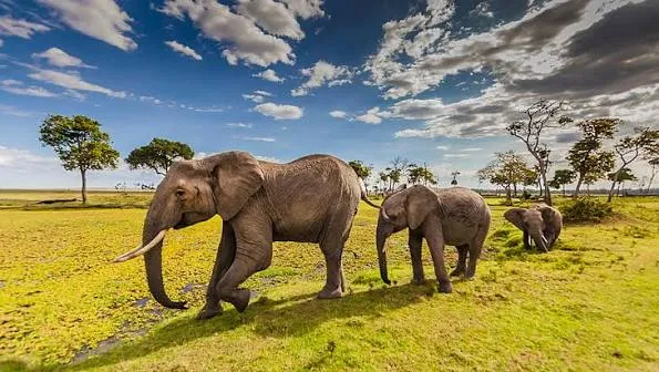Safari de 6 días: lo mejor de Kenia
