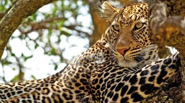 Safari de 6 días: lo mejor de Kenia