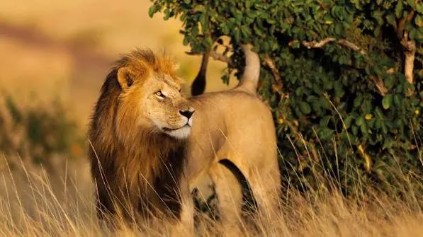 Safari économique de 3 jours dans le Masai Mara : faune sauvage et culture
