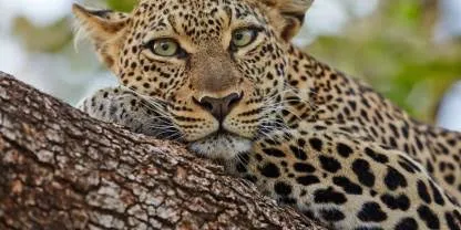 Safari de 8 días de fotografía de vida silvestre y conservación en Kenia