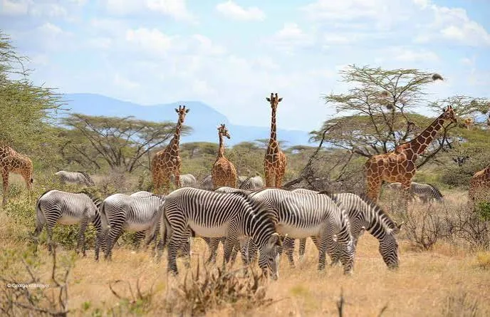 Safari de 8 días de fotografía de vida silvestre y conservación en Kenia
