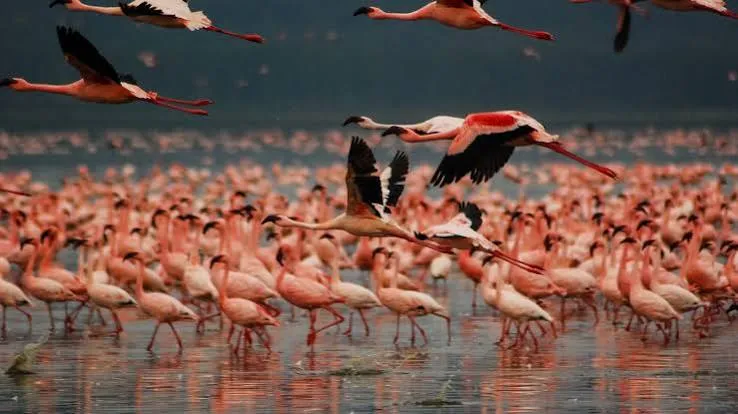 Safari de 8 días de fotografía de vida silvestre y conservación en Kenia