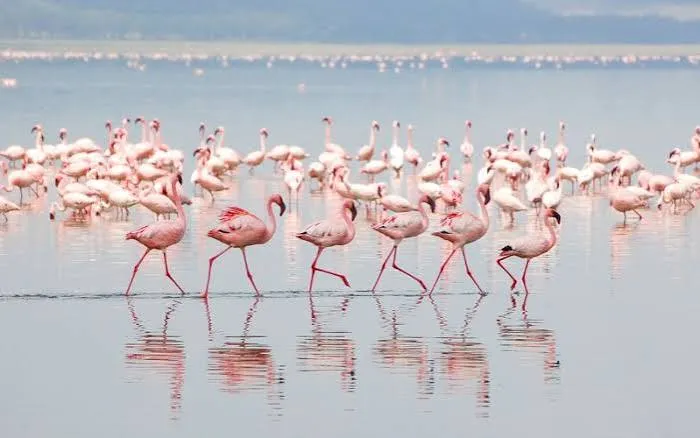 Safari de 8 días de fotografía de vida silvestre y conservación en Kenia