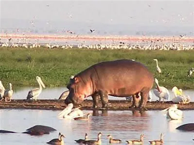 Safari de 8 días de fotografía de vida silvestre y conservación en Kenia