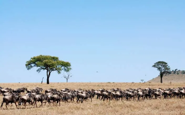 Safari económico de 2 días en Masai Mara: Gran Migración y cultura