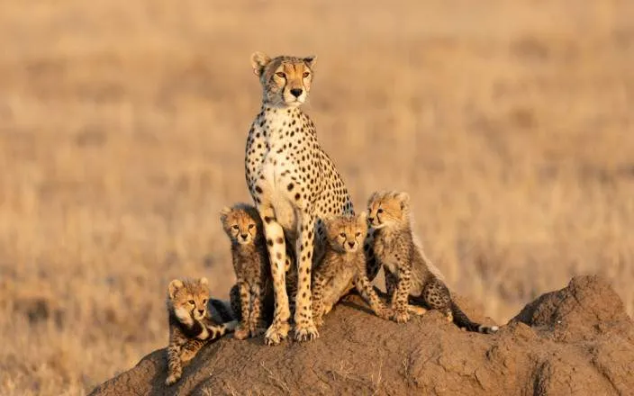 Safari económico de 2 días en Masai Mara: Gran Migración y cultura