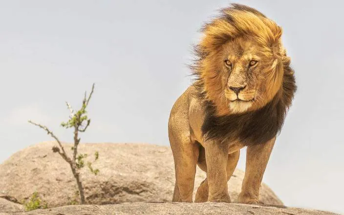 Safari económico de 2 días en Masai Mara: Gran Migración y cultura